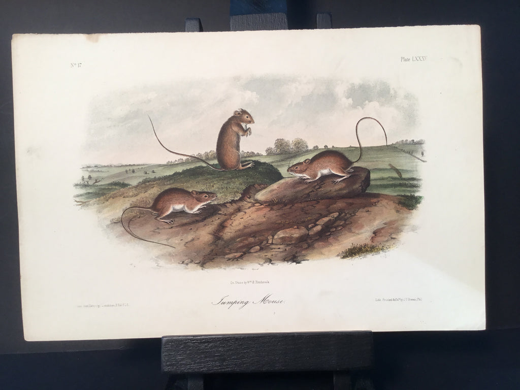 Lord-Hopkins Collection - Jumping Mouse