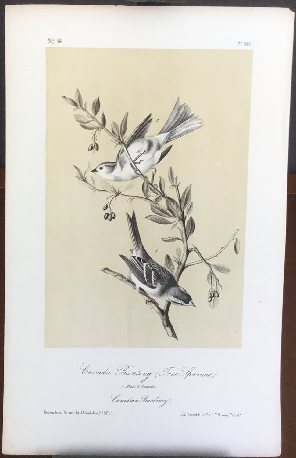 Audubon Canada Bunting and Tree Sparrow (2), plate 166, uncolored test sheet, 7 x 11