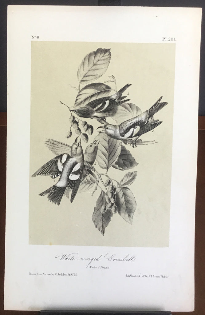 Audubon Octavo White-winged Crossbill, plate 201, uncolored test sheet, 7 x 11