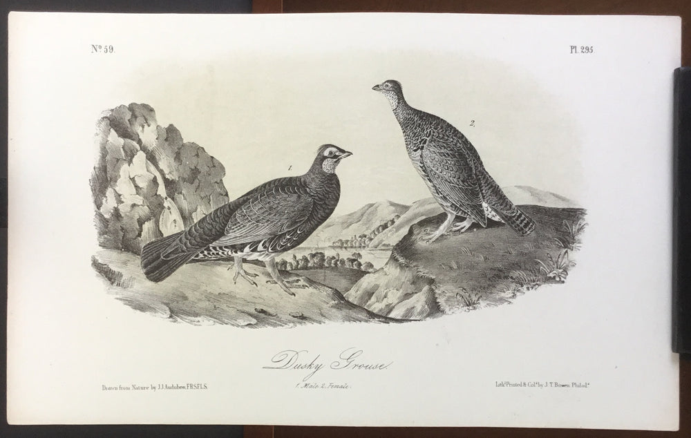 Audubon Octavo Dusky Grouse, plate 295, uncolored test sheet, 7 x 11