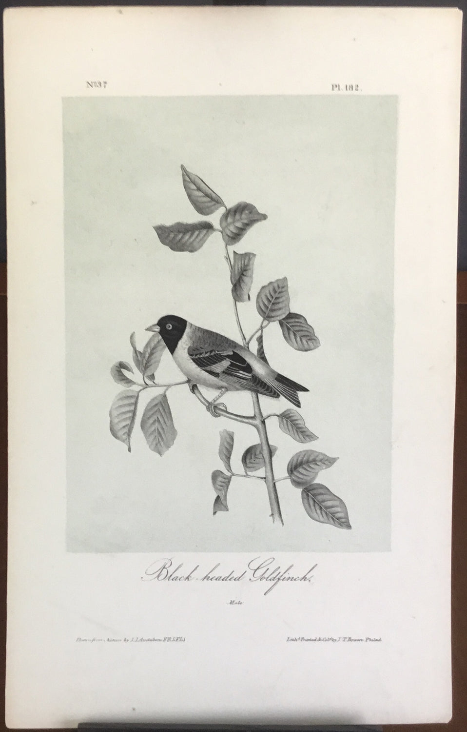 Audubon Octavo Black-headed Goldfinch (2), plate 182, uncolored test sheet, 7 x 11