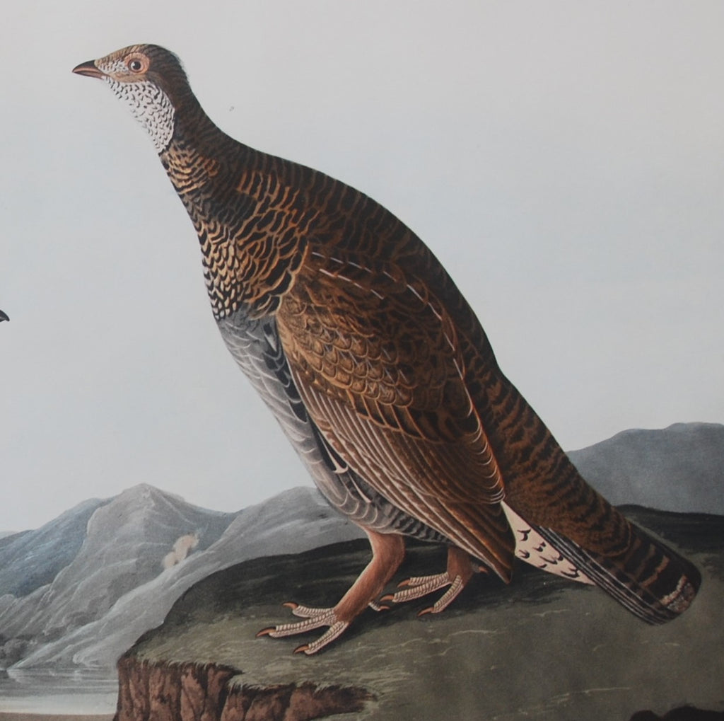 Original Audubon Havell Dusky Grous, plate 361 SOLD
