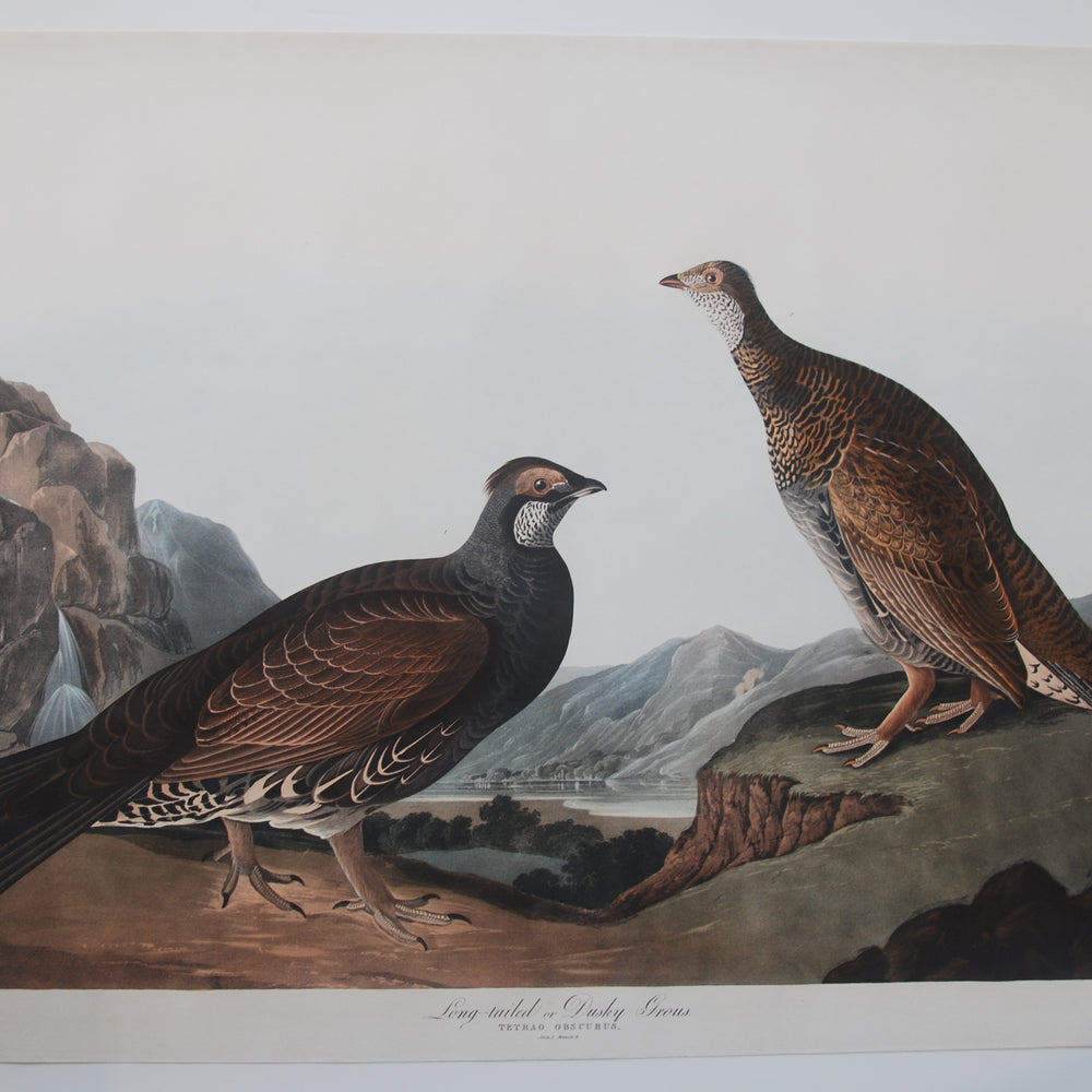 
                  
                    Original Audubon Havell Dusky Grous, plate 361 SOLD
                  
                