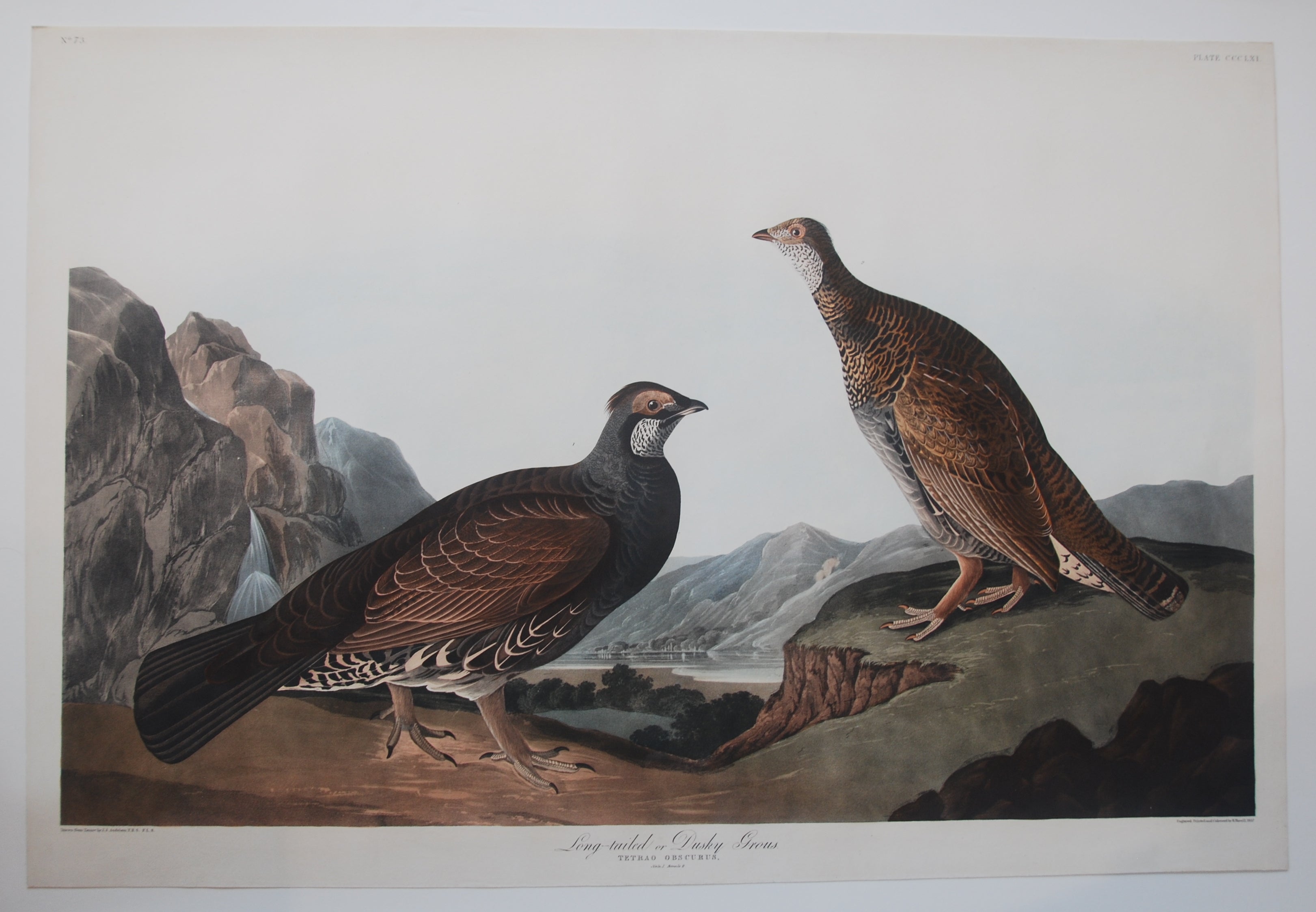 Original Audubon Havell Edition for sale Princeton Audubon Prints