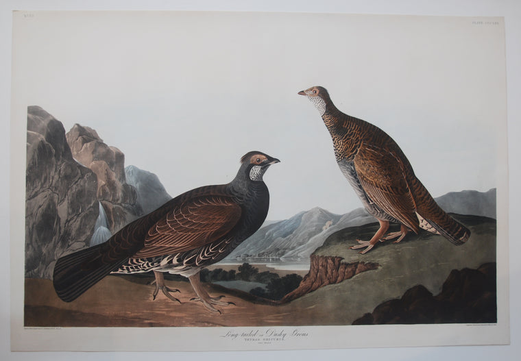 Original Audubon Havell Dusky Grous, plate 361 SOLD