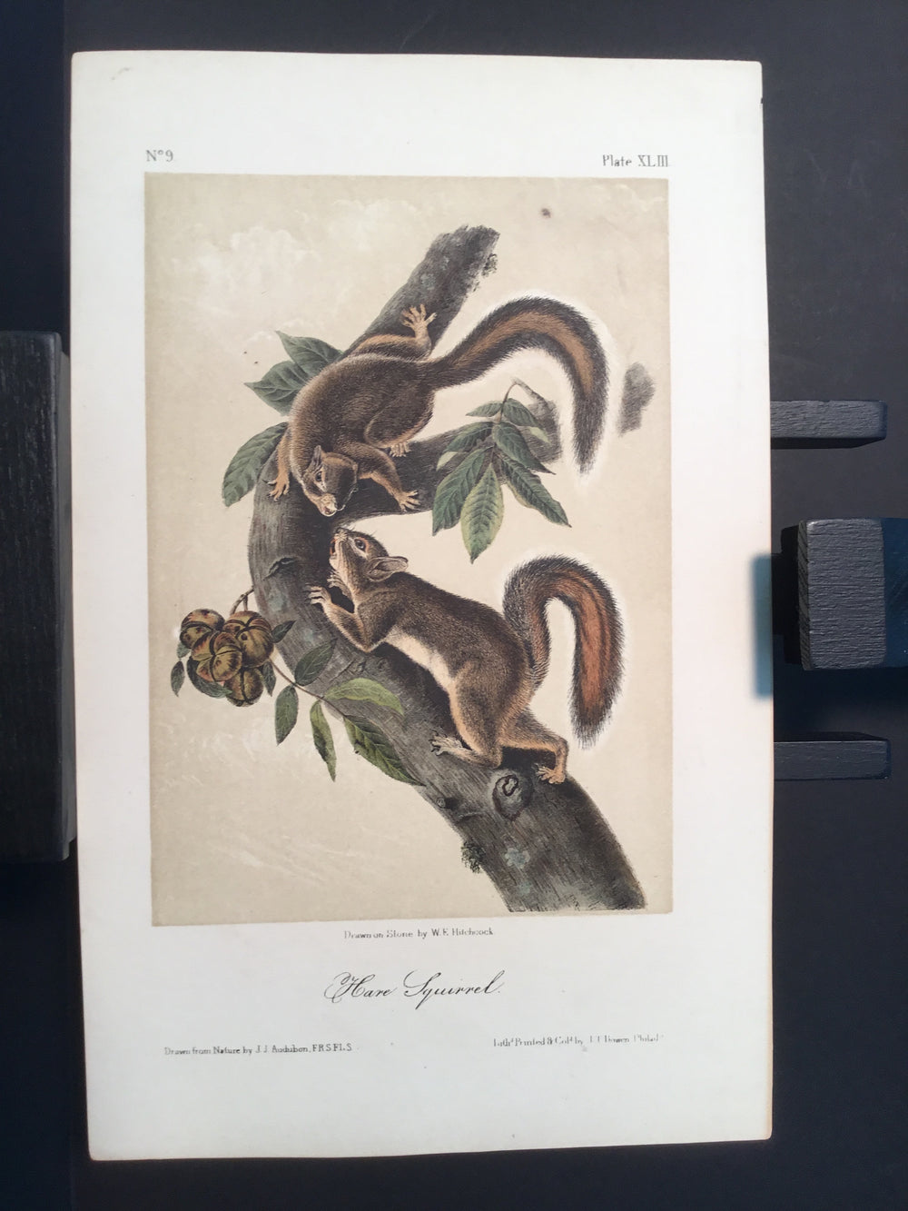 Lord-Hopkins Collection - Hare Squirrel