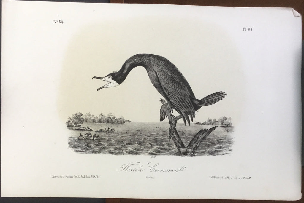 Audubon Octavo Florida Cormorant(2), plate 417, uncolored test sheet, 7 x 11