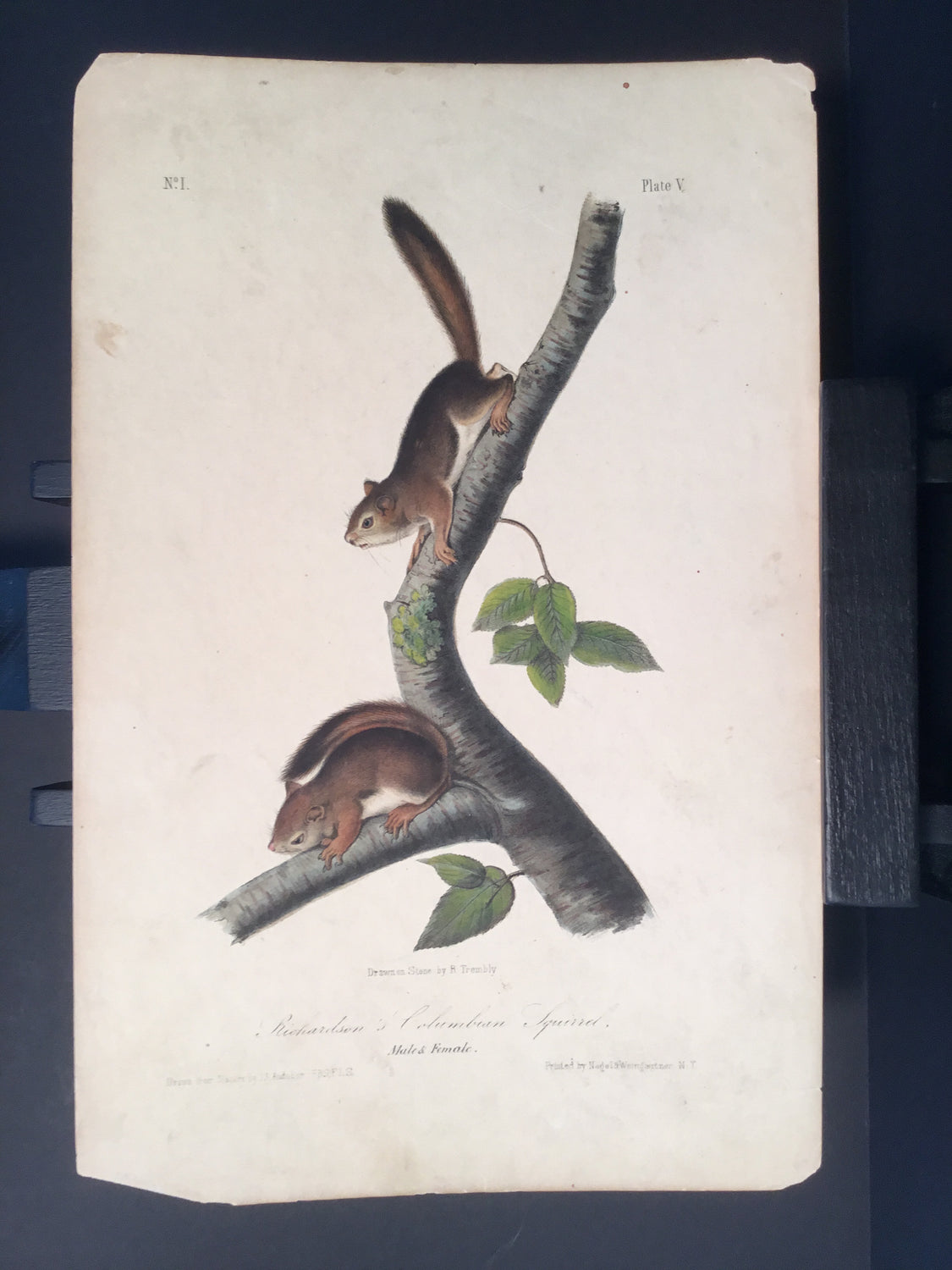 Lord-Hopkins Collection - Richardson’s Columbian Squirrel
