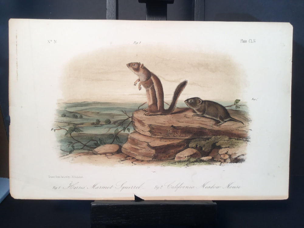 Lord-Hopkins Collection - California Marmot Squirrel, California Mouse