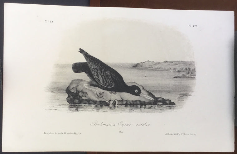 Audubon Octavo Bachman’s Oyster Catcher, plate 325, uncolored test sheet, 7 x 11