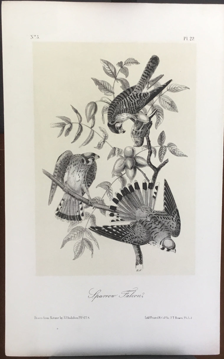 Audubon Octavo Sparrow Falcon plate 22 x uncolored test sheet. 7 x 11