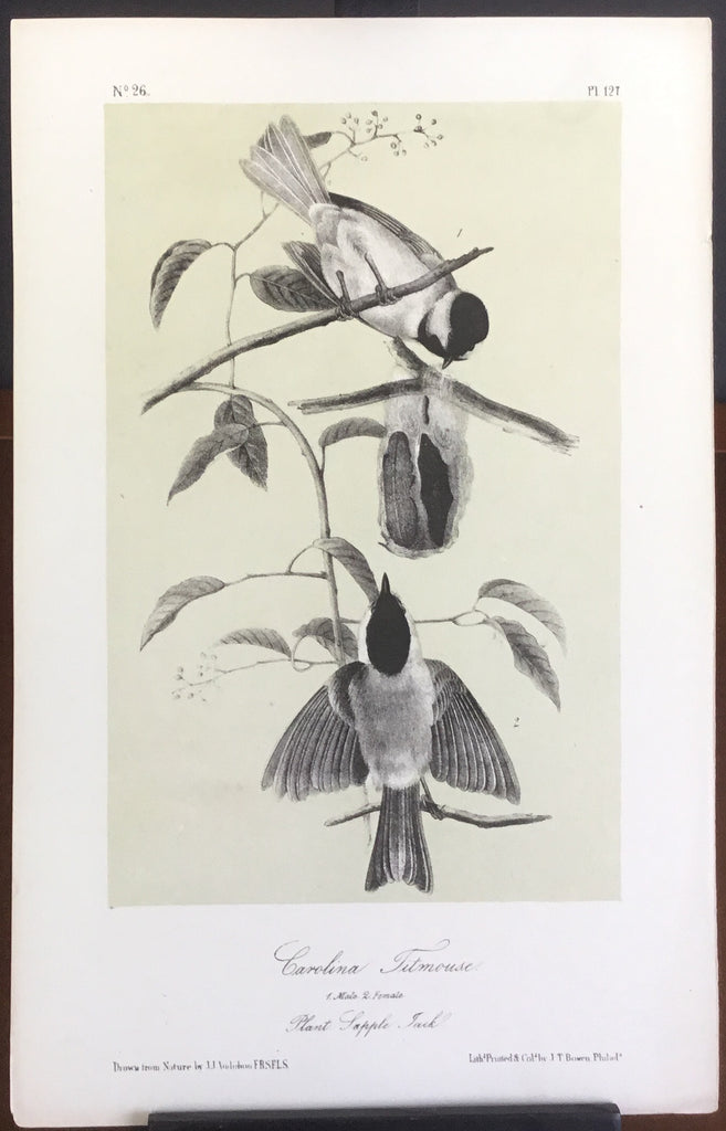 Audubon Octavo Carolina Titmouse, plate 127, uncolored test sheet, 7 x 11
