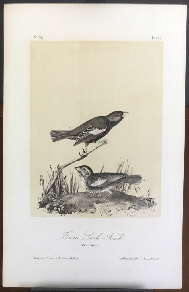 Audubon Octavo Prairie Lark Finch, plate 202, uncolored test sheet, 7 x 11
