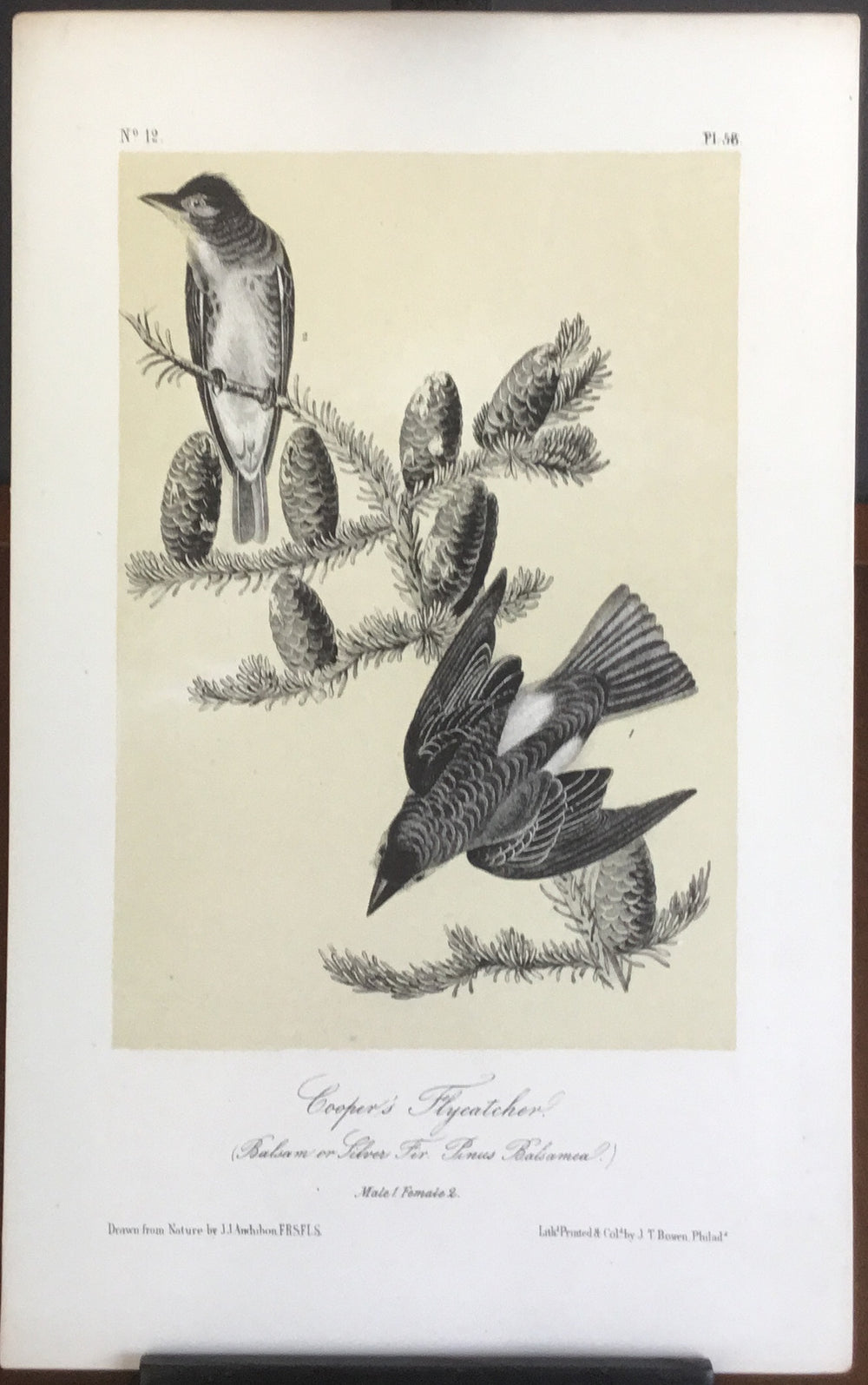 Audubon Octavo Cooper’s Flycatcher, plate 56, uncolored test sheet. 7 x 11