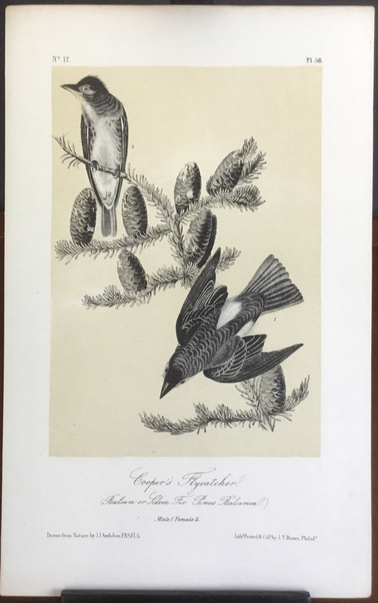 Audubon Octavo Cooper’s Flycatcher, plate 56, uncolored test sheet. 7 x 11