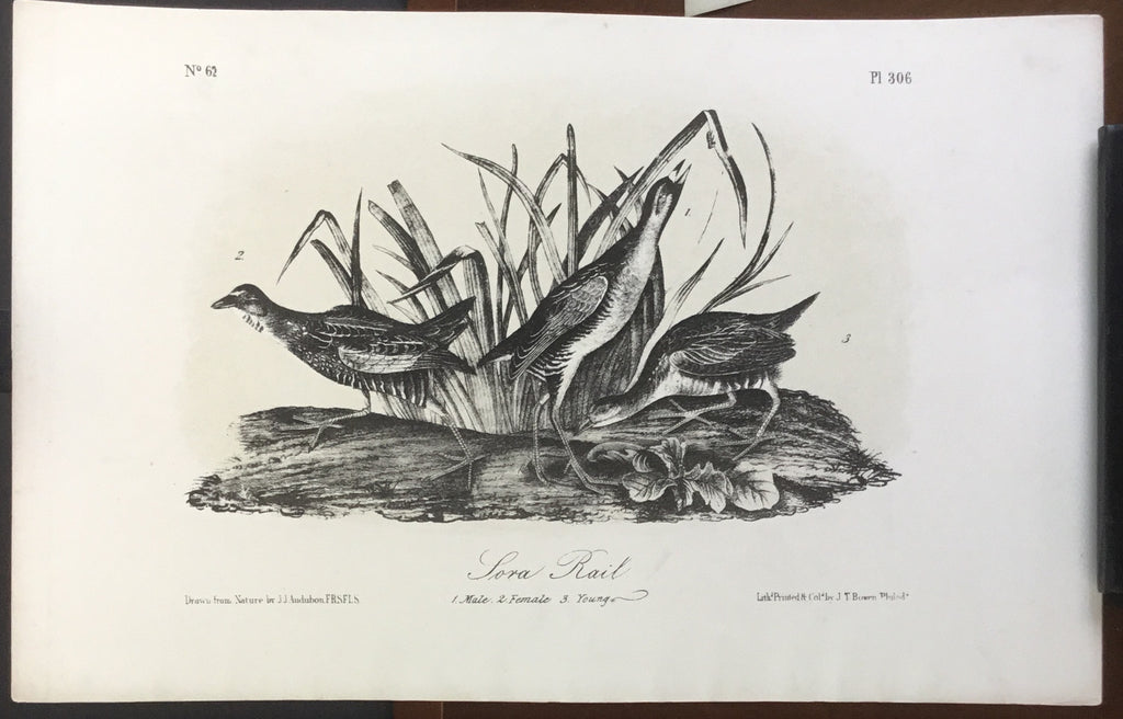 Audubon Octavo Sora Rail, plate 306, uncolored test sheet, 7 x 11