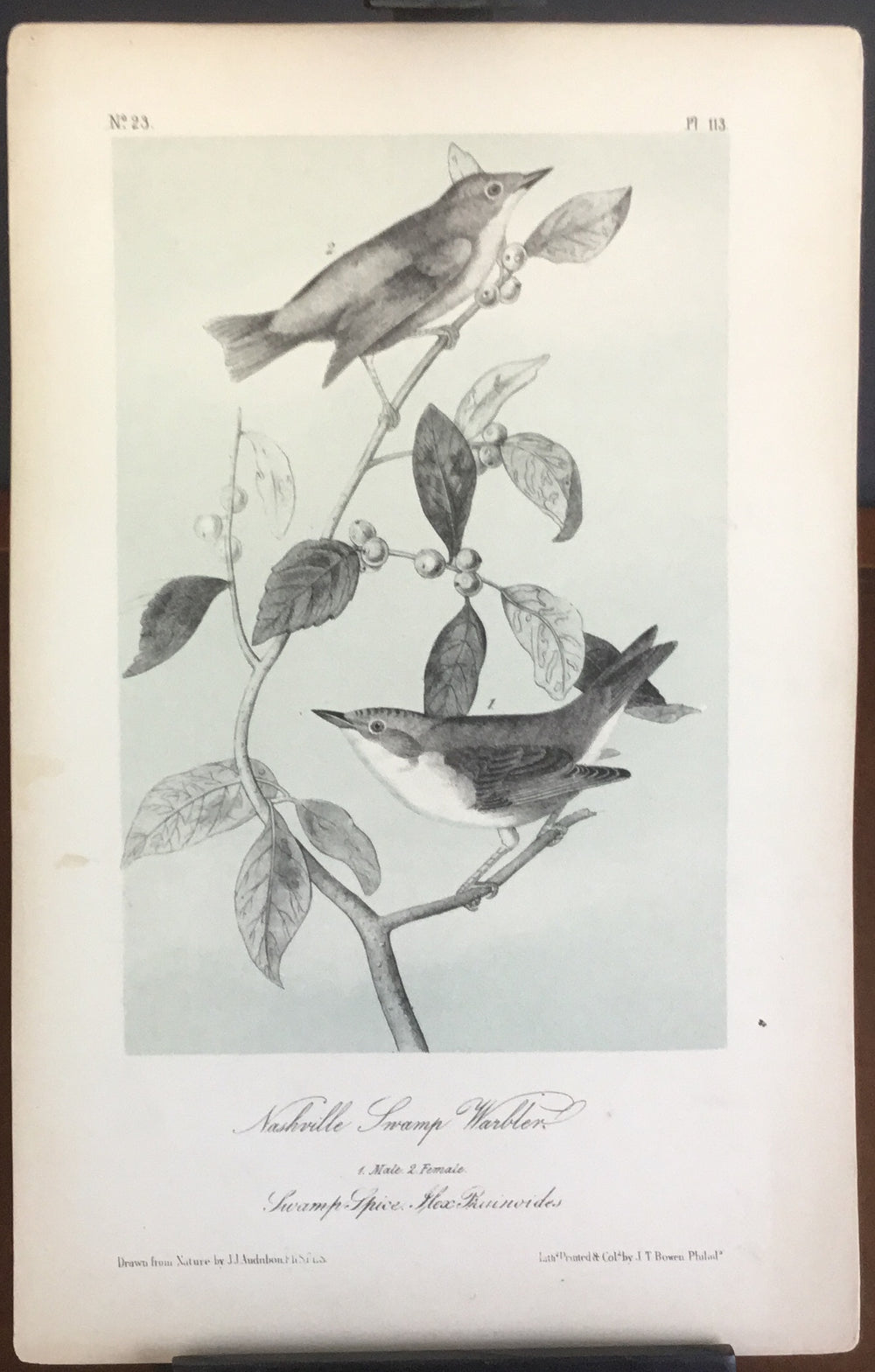 Audubon Octavo Nashville Swamp Warbler, plate 113, uncolored test sheet, 7 x 11