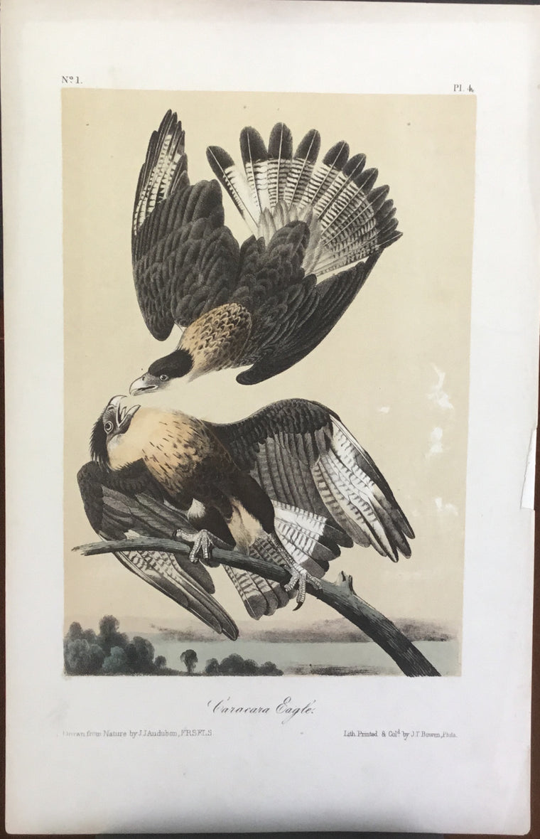 Audubon Octavo Caracara Eagle plate 4 x uncolored test sheet. 7 x 11 (tinted background)