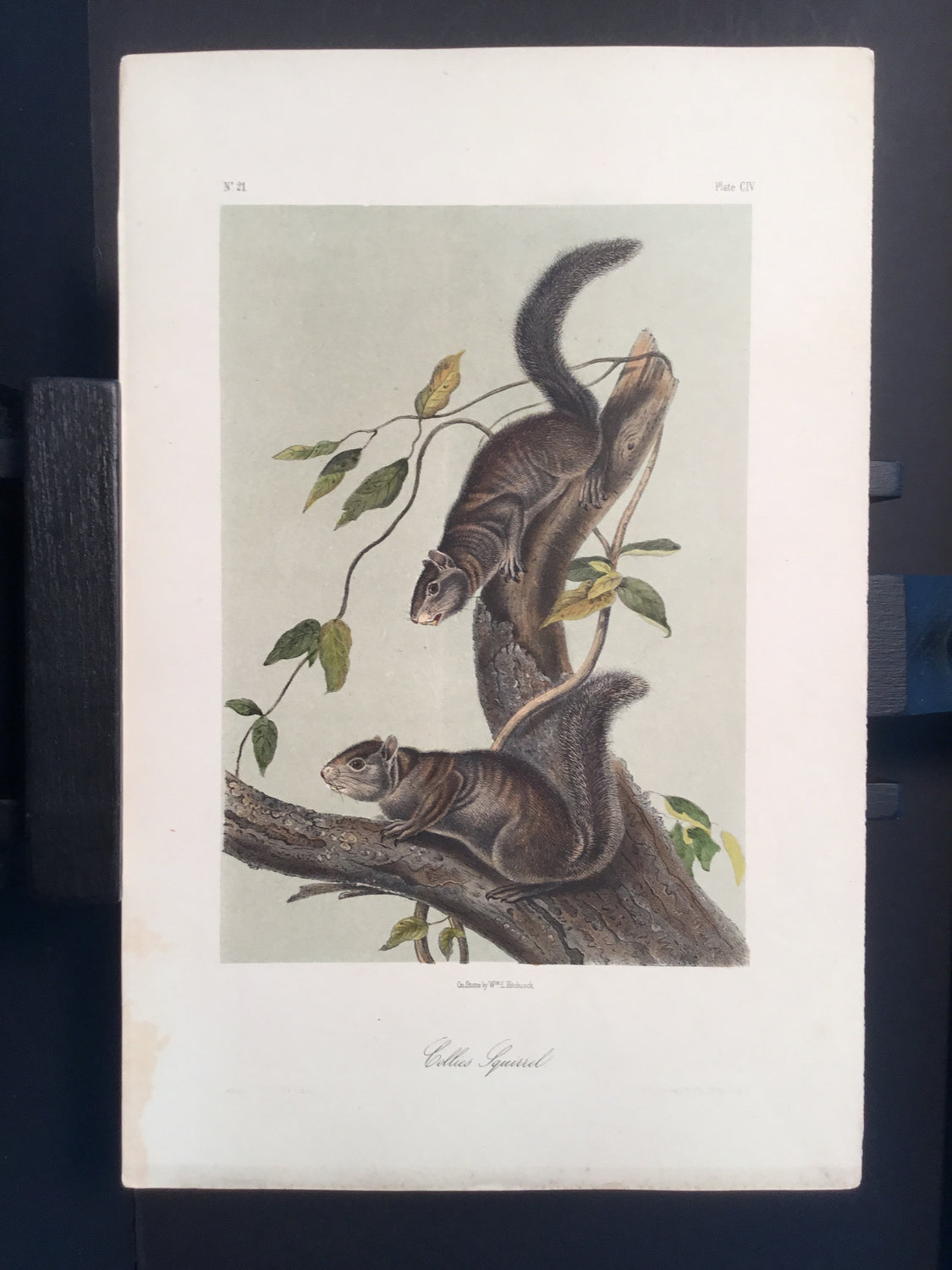 Lord-Hopkins Collection - Collies Squirrels
