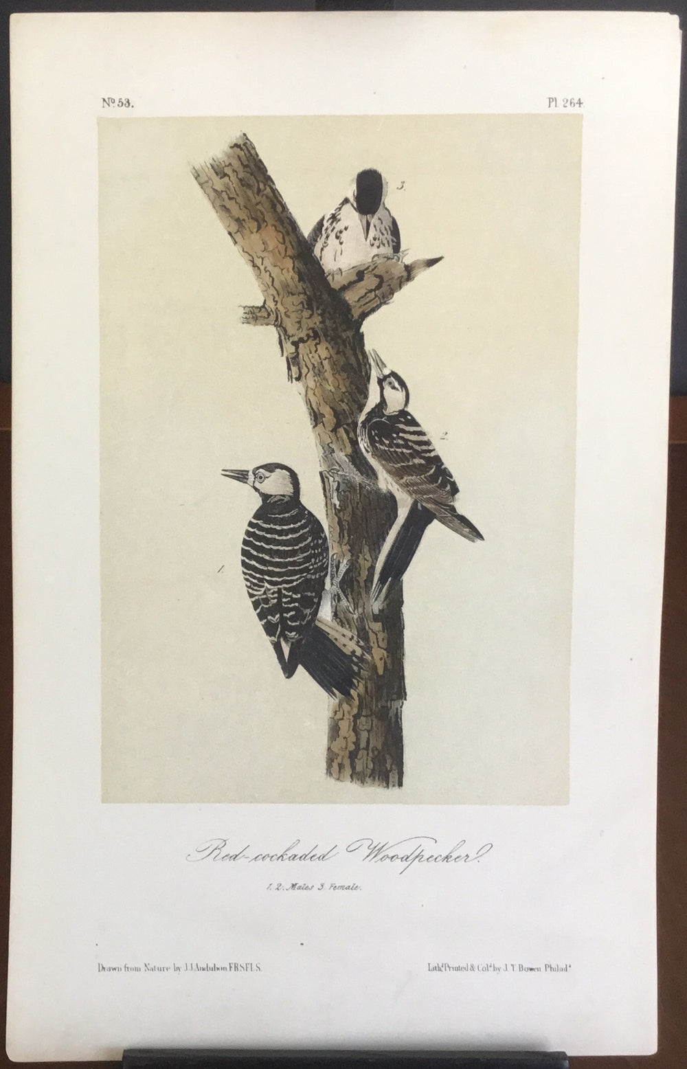 Audubon Octavo Red-cockaded Woodpecker , plate 264, uncolored test sheet, 7 x 11