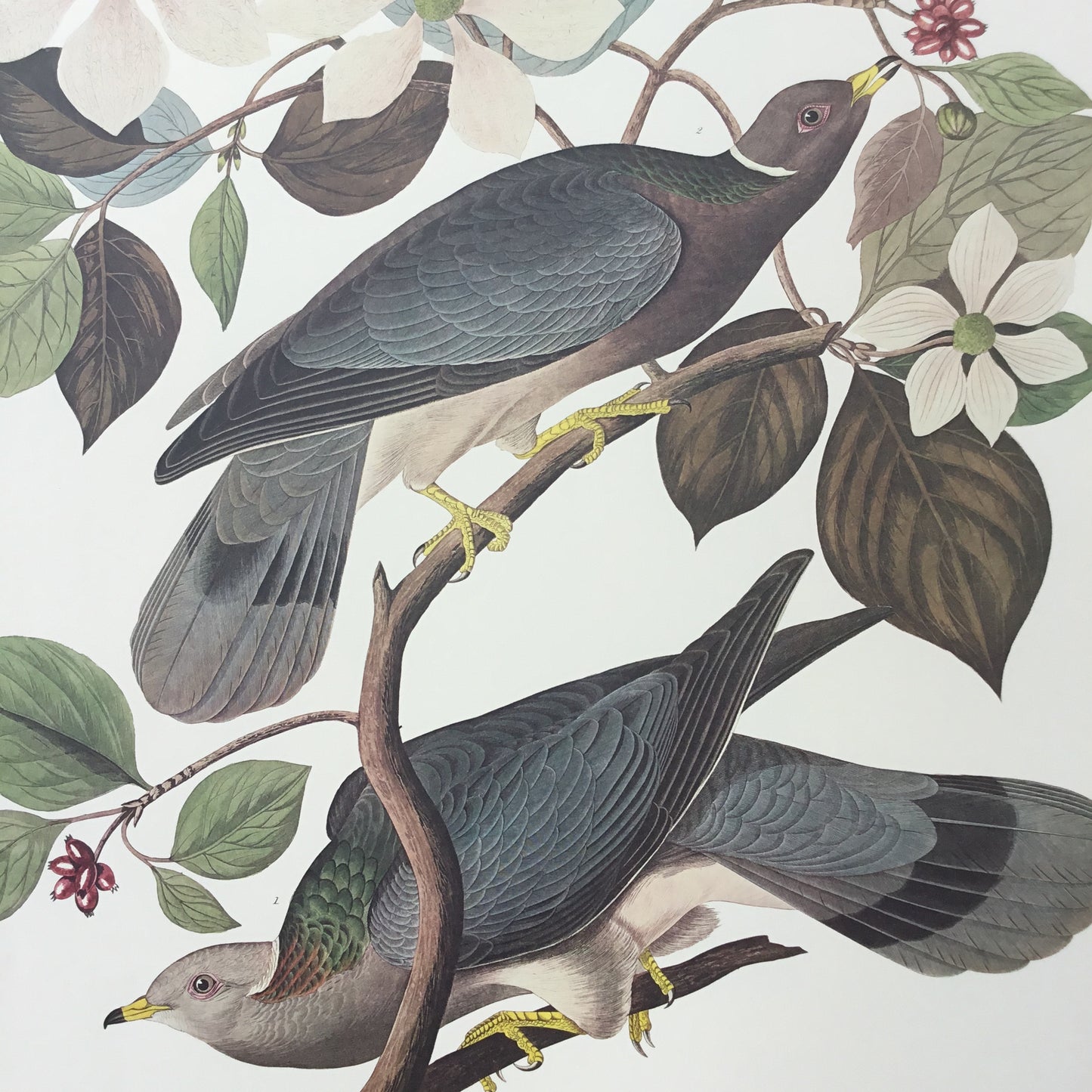 
                  
                    Band-tailed Pigeon
                  
                