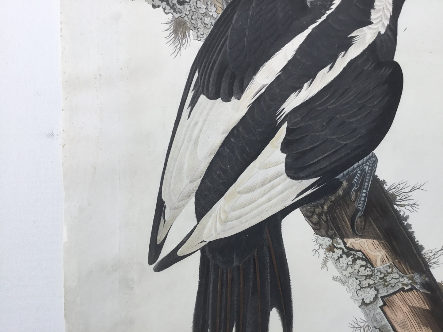 
                  
                    Original Audubon Havell Ivory-billed Woodpecker
                  
                