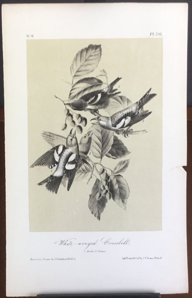 Audubon Octavo White-winged Crossbill (2), plate 201, uncolored test sheet, 7 x 11