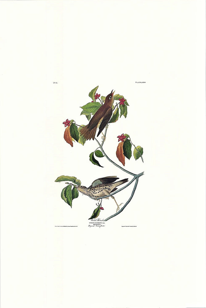 
                  
                    Wood Thrush Audubon Print. Princeton Audubon. World's only direct camera edition of this image.
                  
                