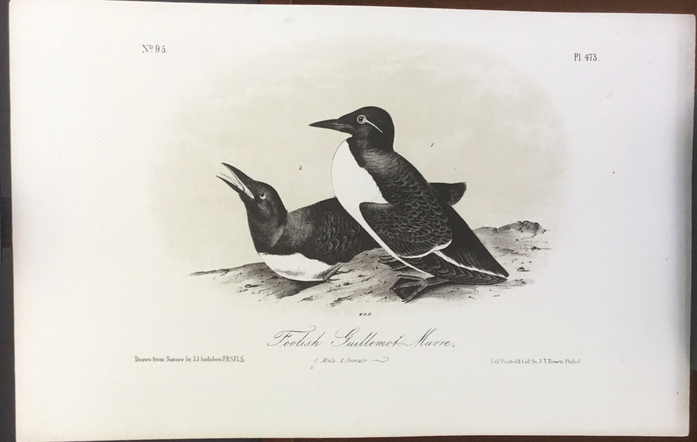 Audubon Octavo Foolish Guillemot Murre (2), plate 473, uncolored test sheet, 7 x 11