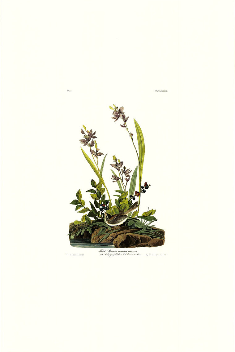 Field Sparrow Audubon Print. Princeton Audubon. World's only direct camera edition of this image.