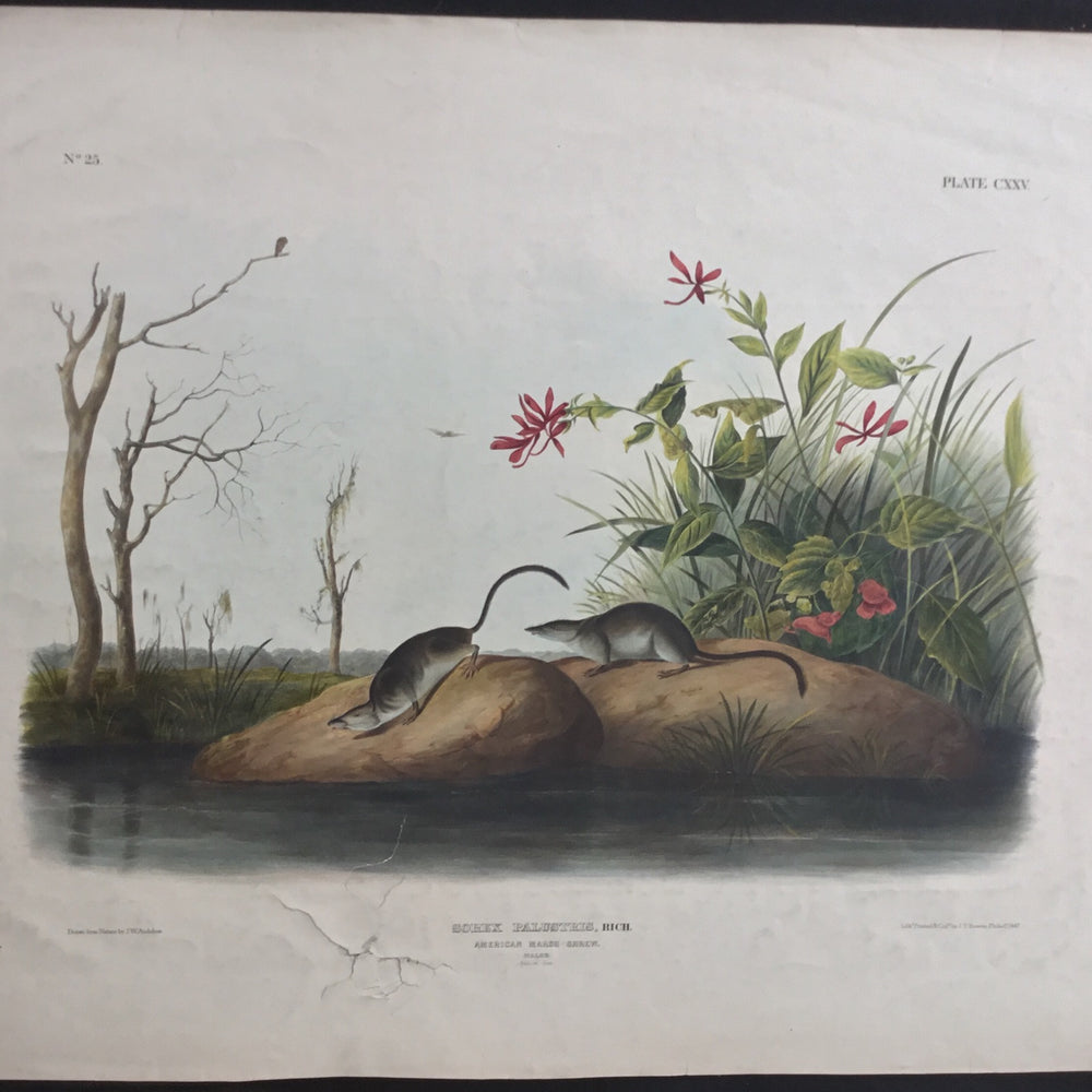 
                  
                    Lord-Hopkins Collection (Bowen pattern print), Audubon Original Imperial plate 125, American Marsh Shrew
                  
                
