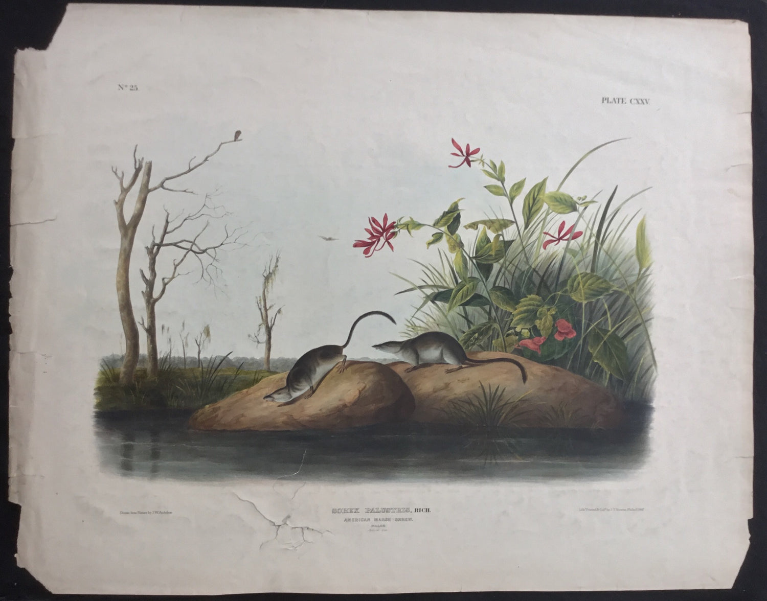 Lord-Hopkins Collection (Bowen pattern print), Audubon Original Imperial plate 125, American Marsh Shrew