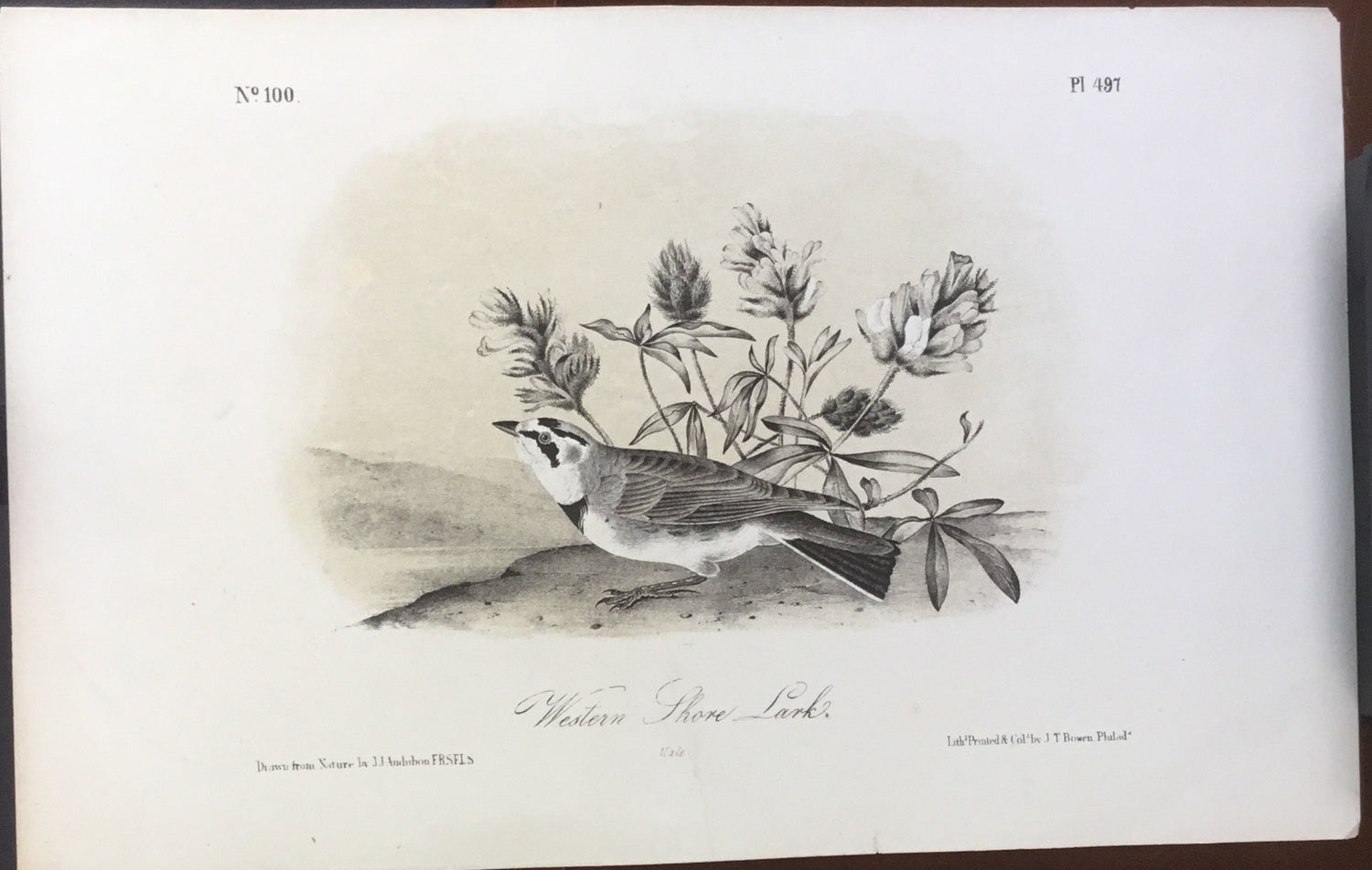 Audubon Octavo Western Shore Lark, plate 497, uncolored test sheet, 7 x 11