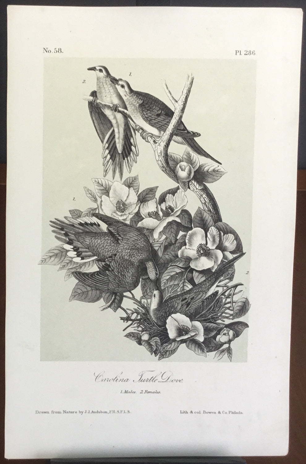 Audubon Octavo Carolina Turtle Dove (2), plate 286, uncolored test sheet, 7 x 11