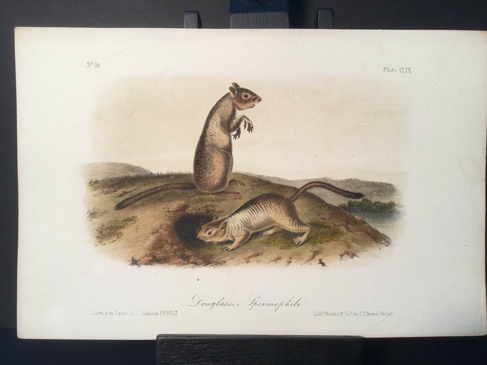 Lord-Hopkins Collection - Douglass’ Spermophile