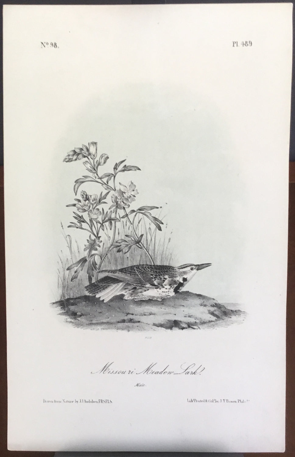 Audubon Octavo Missouri Meadow Lark, plate 489, uncolored test sheet, 7 x 11