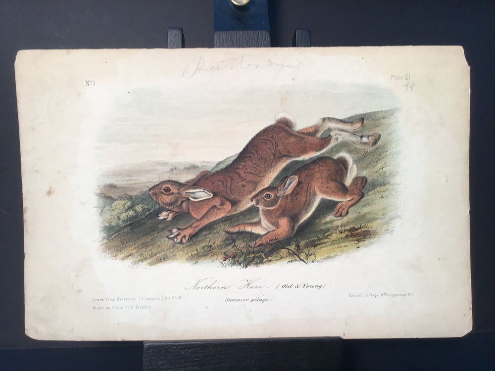 Lord-Hopkins Collection - Northern Hare, Old and young