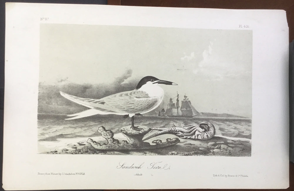 Audubon Octavo Sandwich Tern (2), plate 431, uncolored test sheet, 7 x 11