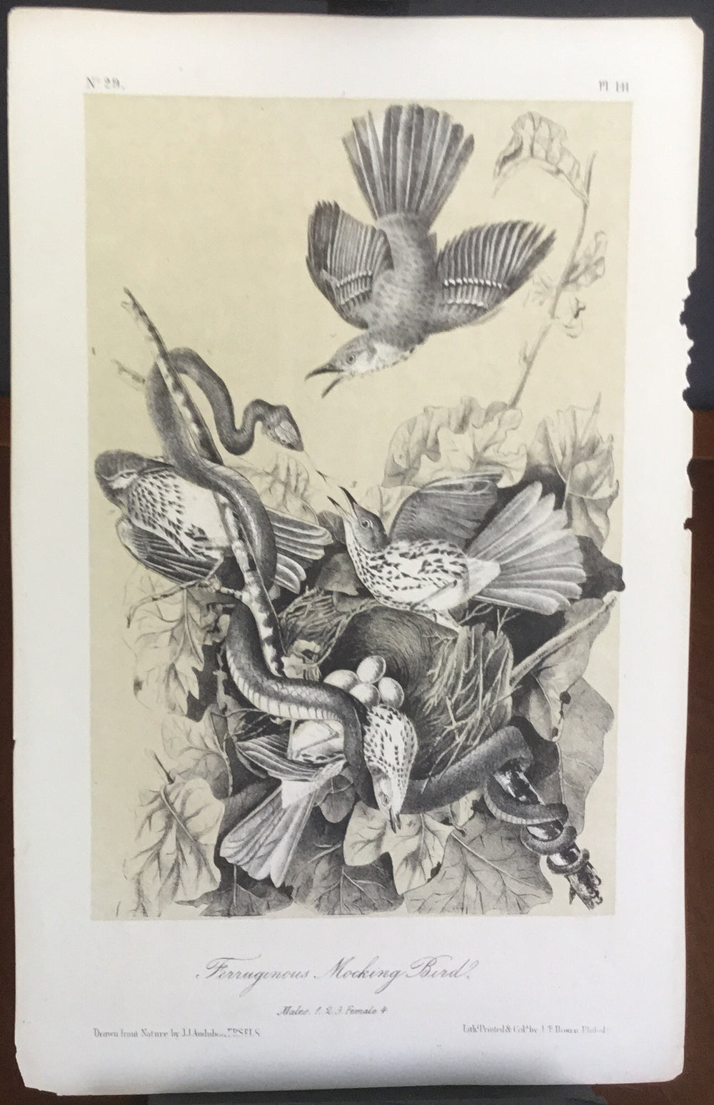 Audubon Octavo Mockingbird, plate 141, uncolored test sheet, 7 x 11