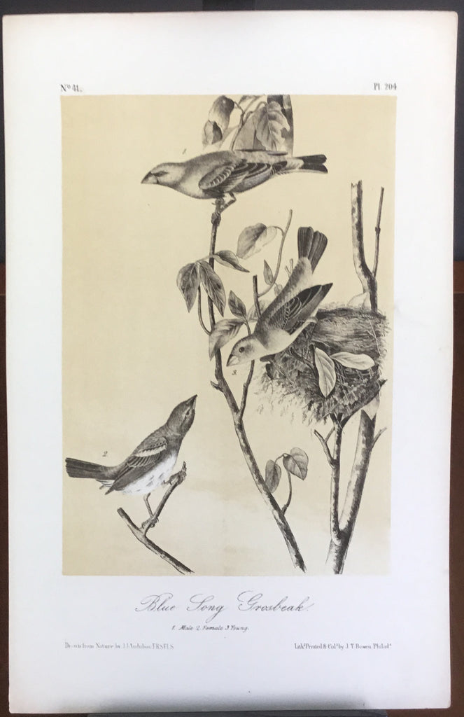 Audubon Octavo Blue Long Grosbeak (2), plate 204, uncolored test sheet, 7 x 11