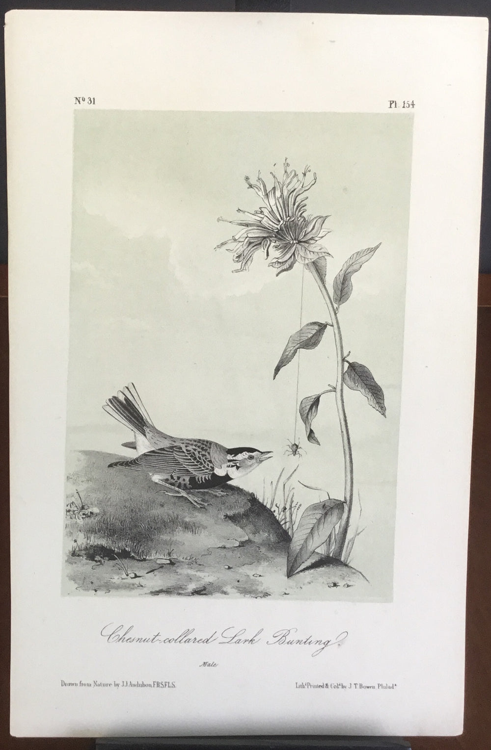 Audubon Octavo Chestnut-collard Lark Bunting, plate 154, uncolored test sheet, 7 x 11