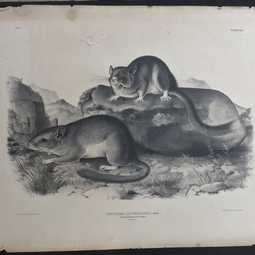 
                  
                    Lord-Hopkins Collection, Audubon Original Imperial plate 29, Rocky Mountain Neotoma
                  
                