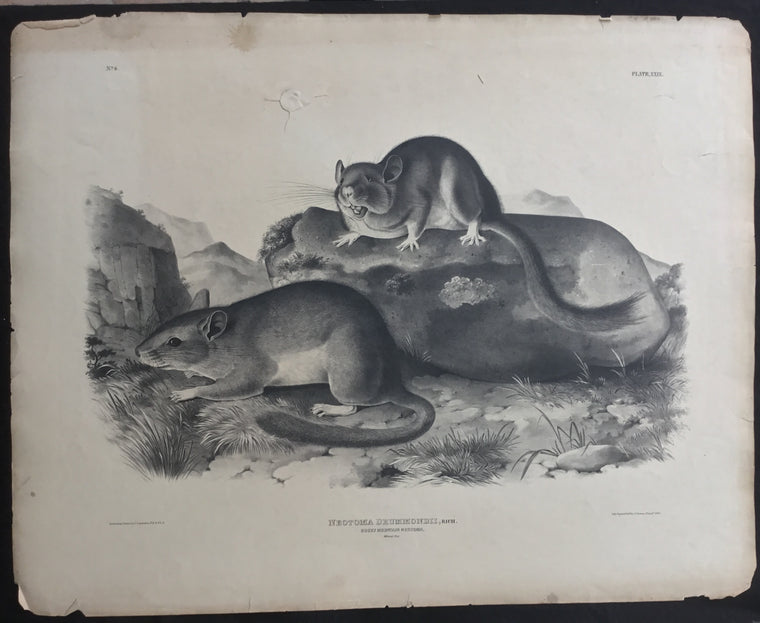 Lord-Hopkins Collection, Audubon Original Imperial plate 29, Rocky Mountain Neotoma