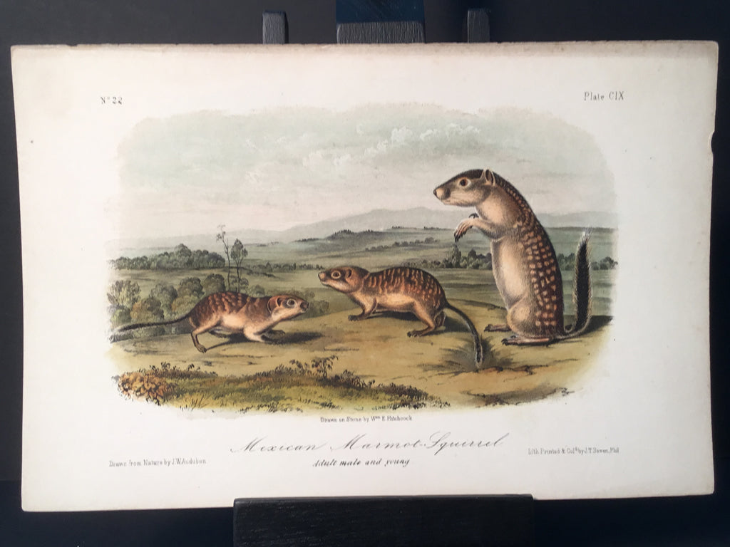 Lord-Hopkins Collection - Mexican Marmot Squirrel