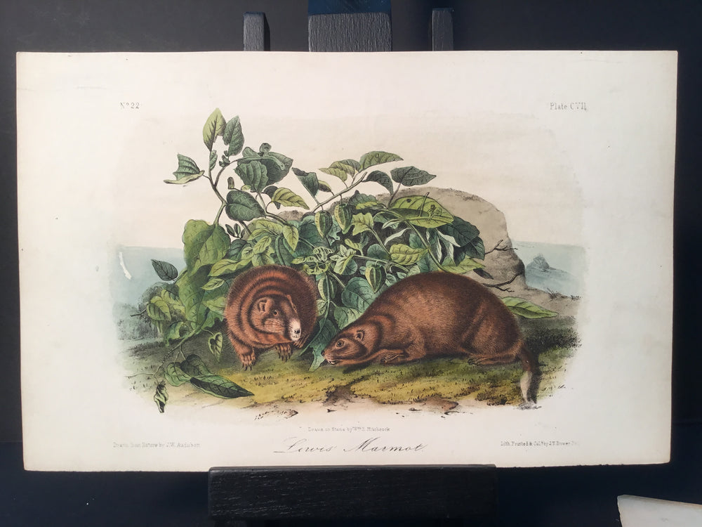 Lord-Hopkins Collection - Lewis’ Marmot