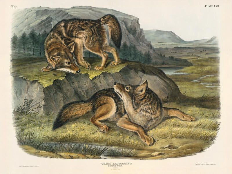 Prairie Wolf