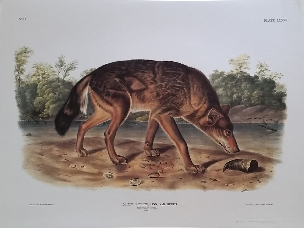 Red Texan Wolf