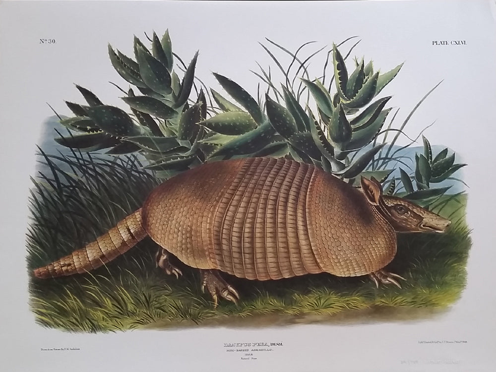 Armadillo