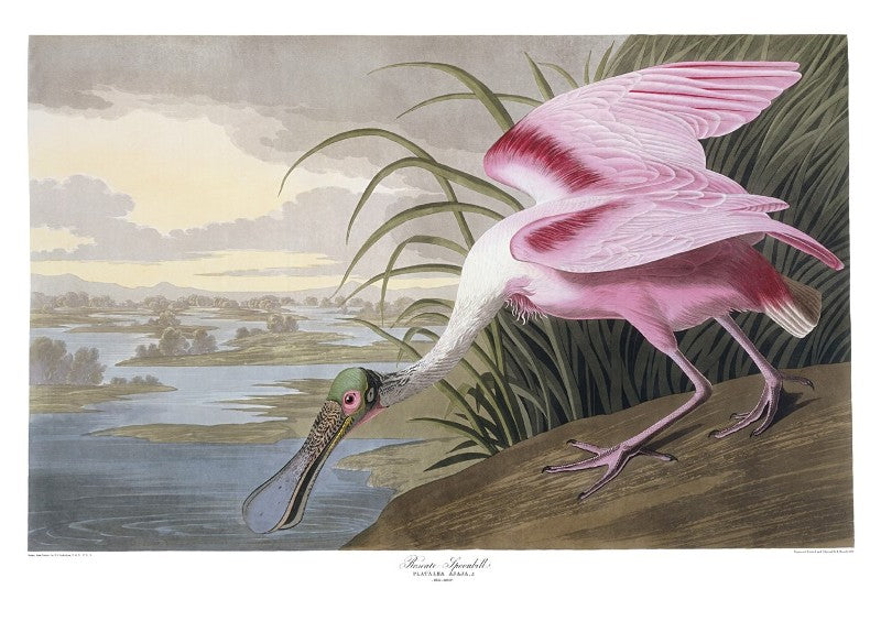 Collections – Princeton Audubon Prints