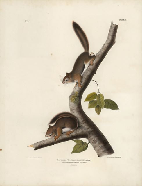 Original Imperial Richardson's Colombian Squirrel, plate 5